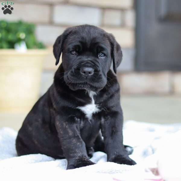 Shadow, Cane Corso Puppy